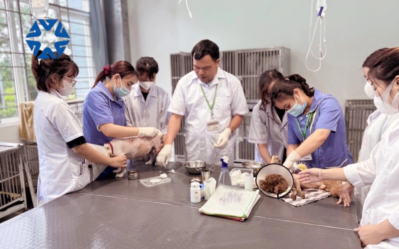 Học bác sĩ thú y mấy năm?