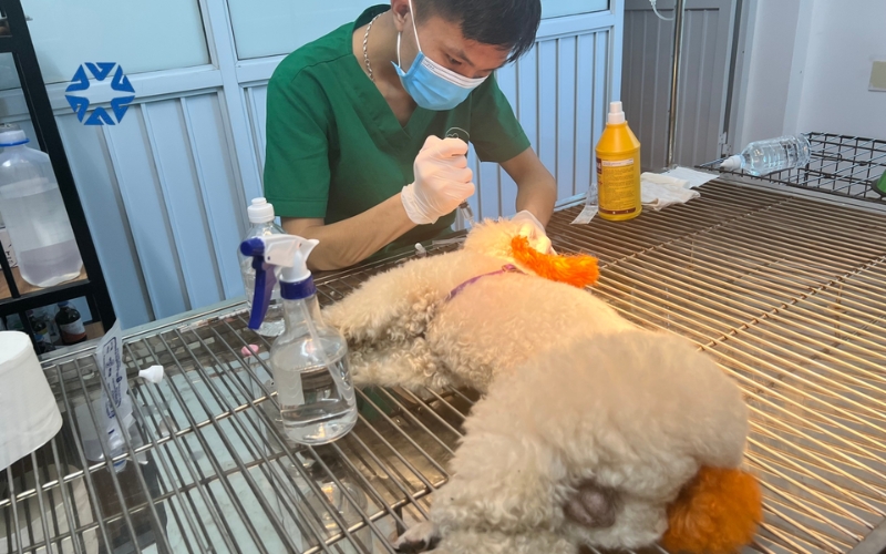 Thời gian học văn bằng 2 đại học bác sĩ thú y