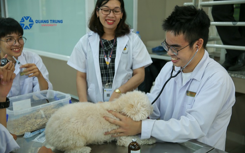 Đại học Bác sĩ thú y vừa học vừa làm có mở phòng khám thú y được không?