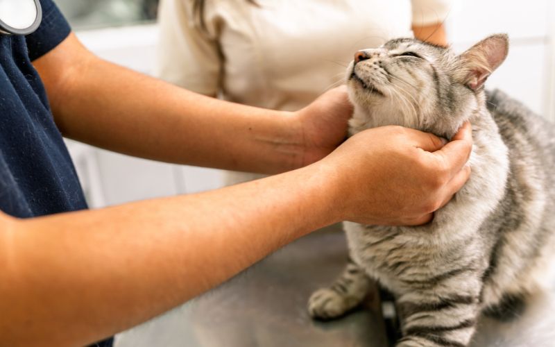 Lý do mà người học nên chọn Liên thông Đại học ngành Thú Y