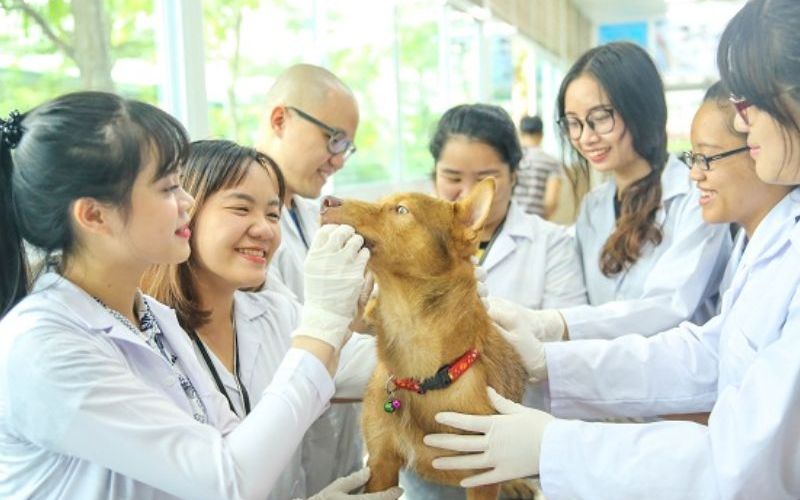 Hình thức đào tạo Đại học ngành Thú Y online