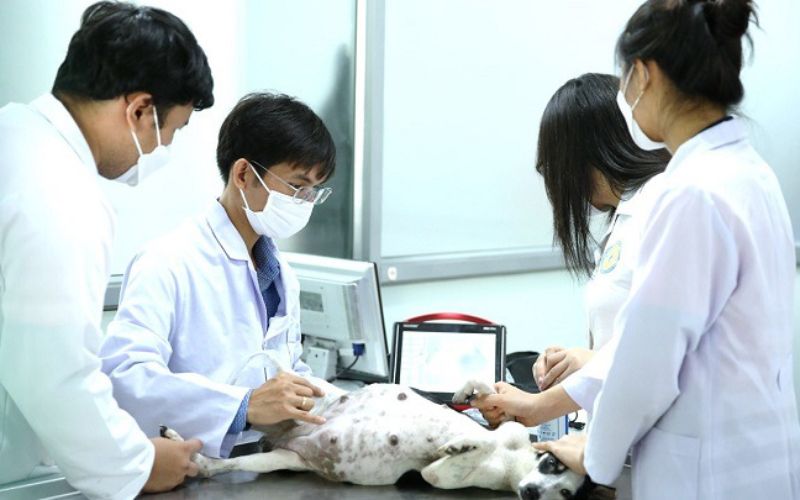 Thời gian đào tạo ngành Thú Y online