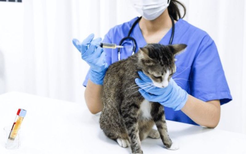 Học Đại học từ xa ngành Thú Y có phù hợp với người đi làm không?