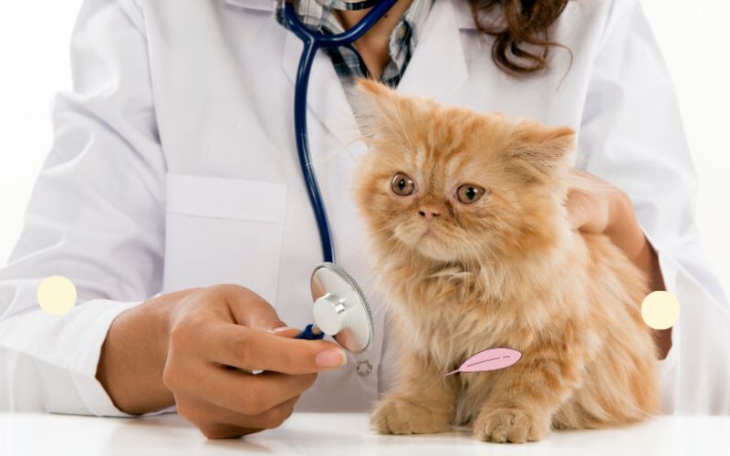 Học Đại học Từ xa ngành Thú Y ra trường làm gì? 