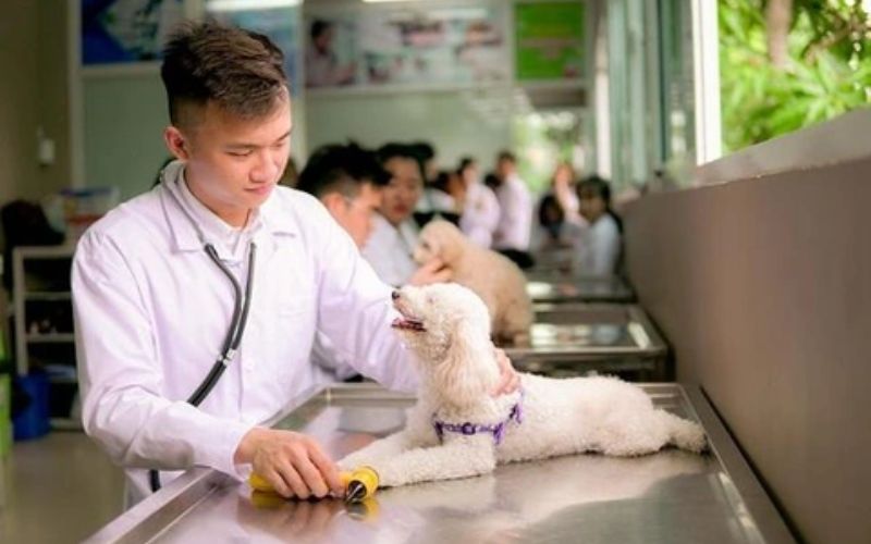 Hệ từ xa ngành Thú Y học khó không?