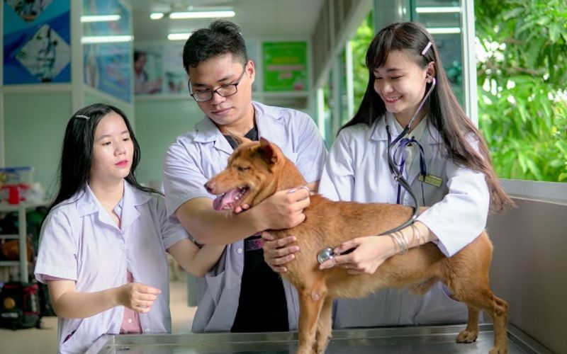 Học ngành Thú Y là học cái gì?