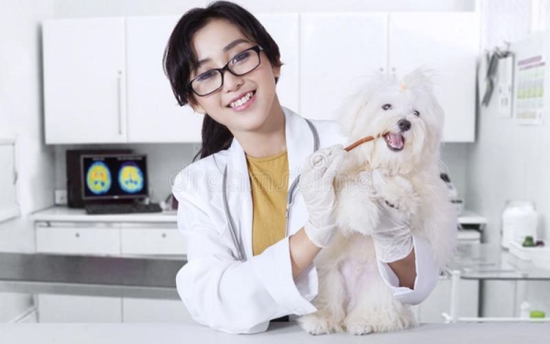 Người đi làm có nên học ngành Thú Y hệ Từ xa không?