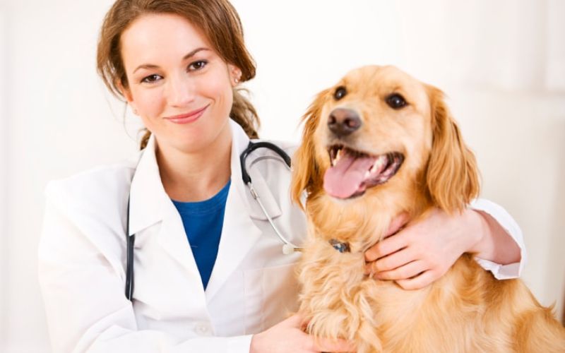 Vì sao nhiều người chọn liên thông ngành Thú Y?