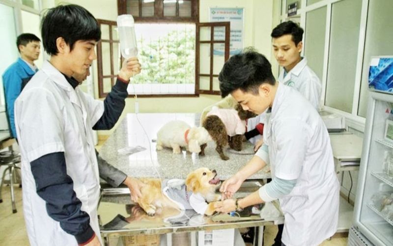 Học ngành Thú Y Từ xa có cần đến trường thực hành không?