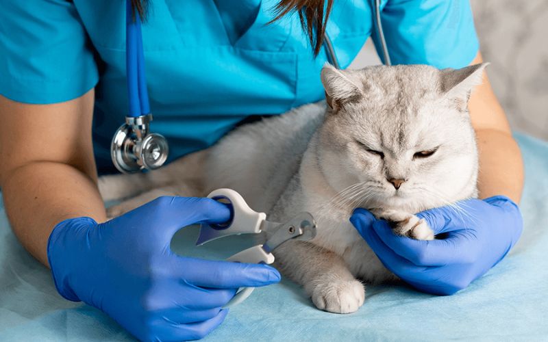 Nên chuẩn bị gì trước khi đăng ký học ngành Thú Y Từ xa?